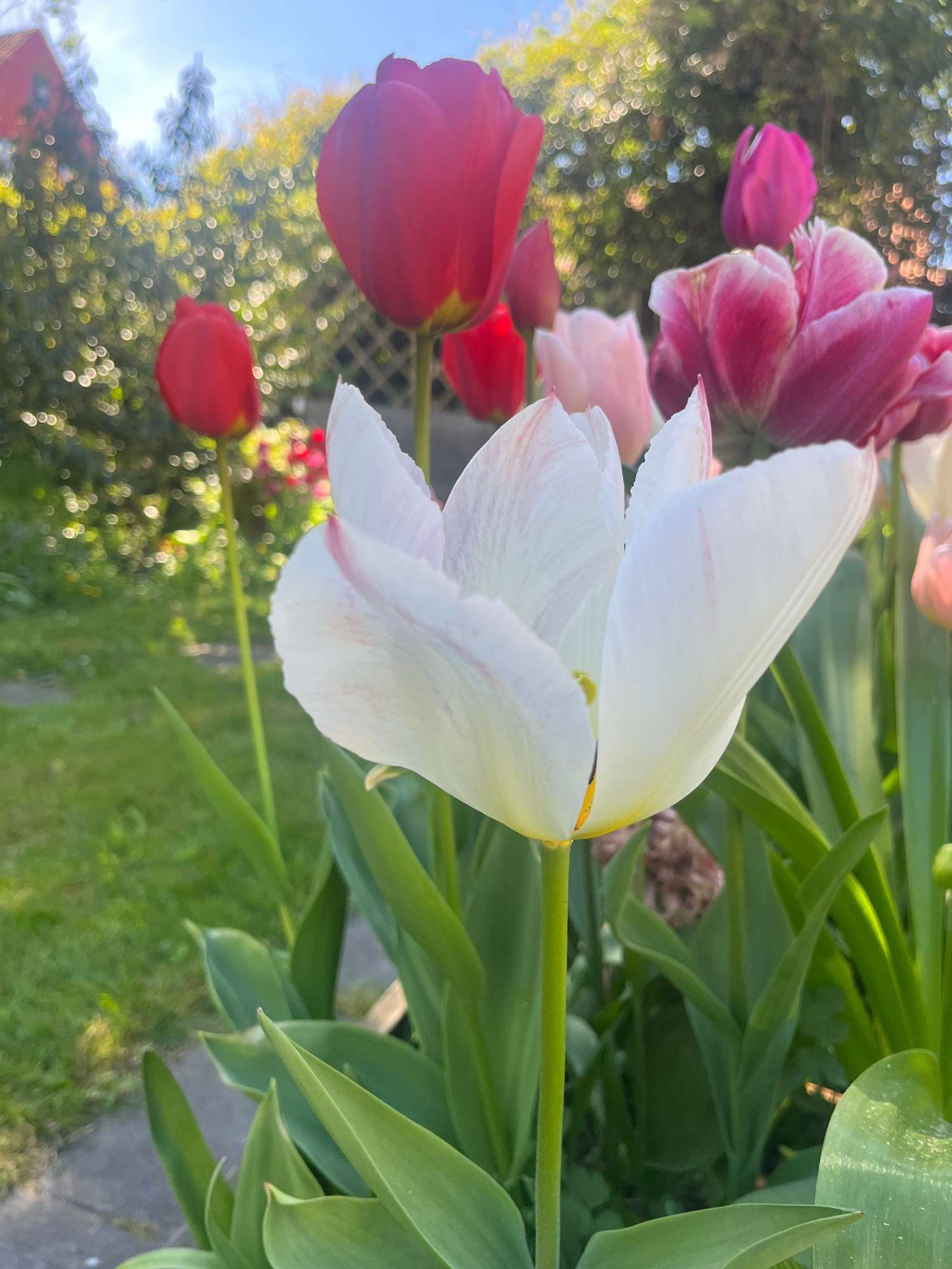 Mélange exclusif 'Svaneke Delight'